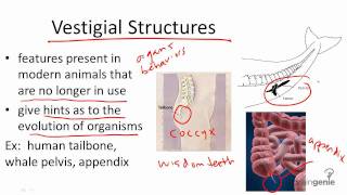 1114 Vestigial Structures [upl. by Chi383]