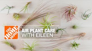 Air Plant Care with Eileen  Indoor House Plants  The Home Depot [upl. by Atilemrac218]