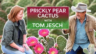 Prickly Pear Opuntia with Cactus Expert Tom Jesch [upl. by Olaznog]