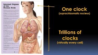 Joseph Takahashi UT SouthwesternHHMI Part 2 Circadian Clocks Genetics of Mammalian Clocks [upl. by Hagar]