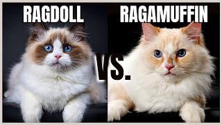 Ragdoll Cat VS Ragamuffin Cat [upl. by Gilbart]