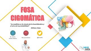 Anatomía  Fosa Infratemporal Paredes Contenido Comunicaciones [upl. by Elik]