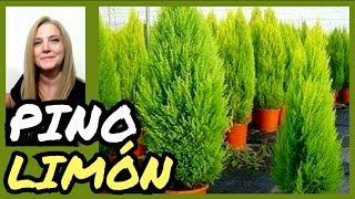 🌲PINO LIMÓN cipres limon🌲VeronicaCampaniniPlantas [upl. by Ancilin]