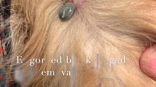 Blacklegged tick removal from a dog [upl. by Rekyr]