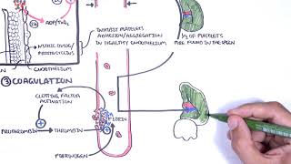 Thrombocytopaenia low platelets Overview  platelet physiology classification pathophysiology [upl. by Jo]