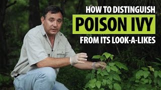 How to Distinguish Poison Ivy from Its Lookalikes [upl. by Lenette]