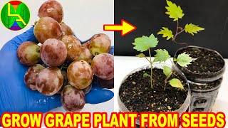 How to grow grape plants from seeds [upl. by Thebault]