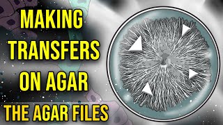 The Agar Files  Making Transfers on Agar [upl. by Ag44]