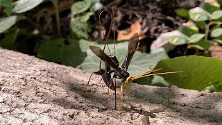 Giant Wasp Drills Through Tree to Parasitize Other Wasps Larva [upl. by Lezah]