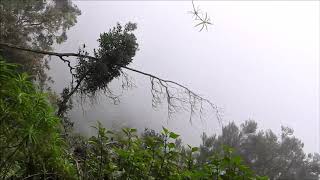 Madeira  Wandern Levada do Caldeirao Verde [upl. by Ielerol]