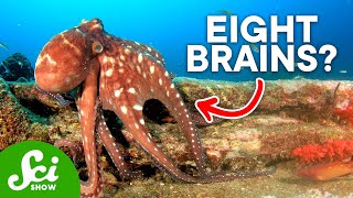 Why Are Octopi So Insanely Intelligent [upl. by Chute]