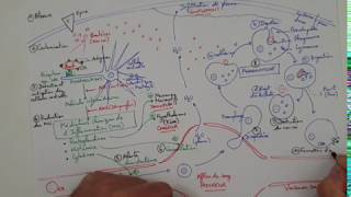 eSVT La réaction inflammatoire ou réaction immunitaire innée [upl. by Dniren]