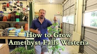 How to grow Amethyst Falls Wisteria with a detailed description [upl. by Rednaeel]