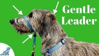 How To Use A Gentle Leader Head Collar  Professional Dog Training Tips [upl. by Joerg]