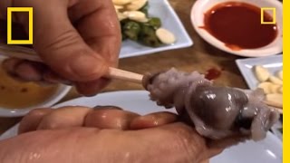 Would You Eat Live Octopus  National Geographic [upl. by Ennirok855]