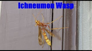 Ichneumon Wasp Facts and Footage  Ichneumonidae [upl. by Ennaej]