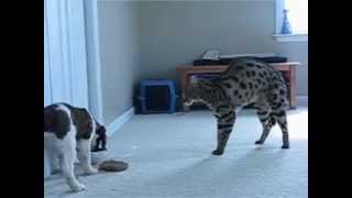 F1 Savannah Cat meets Puppy [upl. by Nosrettap]