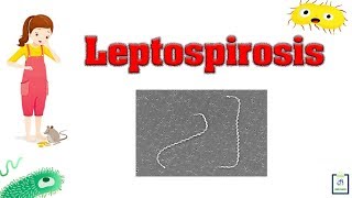 Leptospirosis  Introduction Causes Pathophysiology Symptoms Diagnosis [upl. by Urba553]