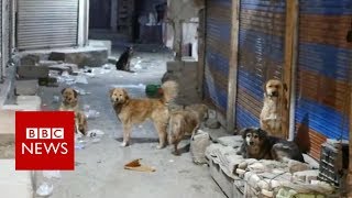 Tracking down Indias killer dogs  BBC News [upl. by Oshinski]