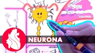 Sistema Nervioso  La neurona [upl. by Meedan]