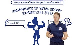 Total Energy Expenditure  Calories In Vs Out  BMR amp Thermic Effect Of Food [upl. by Louella]