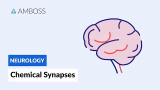 Chemical Synapses Neuronal Signal Transmission [upl. by Peedsaj]