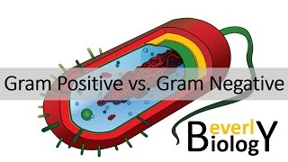 Gram Positive vs Gram Negative Bacteria [upl. by Bahner]