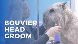 Grooming a Bouvier des Flandres [upl. by Vivle]