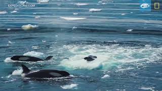 Wave Hunting Orcas Prey on Seal  Antarctica  Lindblad ExpeditionsNational Geographic [upl. by Orsa]