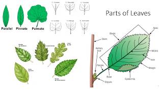 Plant Anatomy and Morphology [upl. by Jeraldine597]