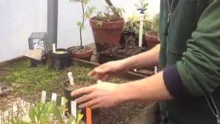 How to Take Cuttings for a Hedge [upl. by Ajiram]