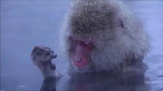 Japanese snow monkeys relaxing and meditating in hot spring [upl. by Ahsinwad825]