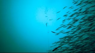 GoPro Underwater Mackerel Fishing [upl. by Panter]