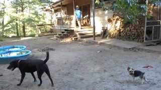 7 Crazy Dogs Running Chasing Playing Barking Fun and Cute [upl. by Eiaj]