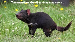 Animal Sounds and Pictures Tasmanian devil Sounds and Pictures [upl. by Gnuoy]