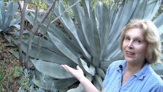 What You MUST Know About Century Plants Agave americana [upl. by Eemaj346]