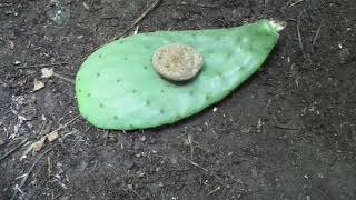 How to Plant Opuntia Cactus so It wont Rot Comparing Techniques [upl. by Revolc]