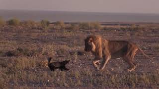 Fearless honey badger vs a Male lion [upl. by Frere]