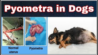 Pyometra in Dogs  What is it and Why Does it Happen  Happypet [upl. by Malchy619]