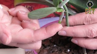 How To Grow An Orchid Plant Out Of Shoot  How To Cut Off Orchids Shoot Tutorial [upl. by Omle88]