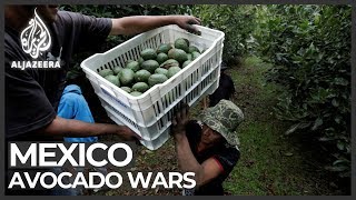 Mexico avocado war Cartel seeks to control fruit trade [upl. by Anyale285]