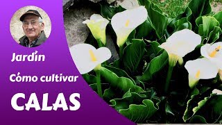 𝗖𝗔𝗟𝗔𝗦 Cómo cultivar Calas Guía completa por miquera73 [upl. by Rma685]