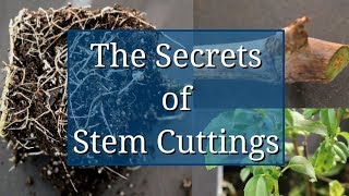 The Secrets of Stem Cuttings Propagation [upl. by Aiam278]