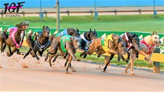 Australian champion Greyhound race [upl. by Adnahsam]