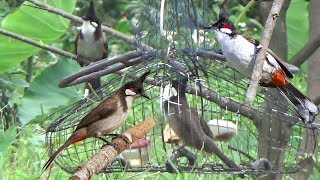 Bẫy chào mào Bá đạo Chế sào treo lồng bẫy Ăn ngay hàng khủng đấu mồi  bẫy đấu chào mào chaomao [upl. by Sivolc458]