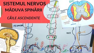 ADMITERE MEDICINA SISTEMUL NERVOS 5 MADUVA SPINARII  CAILE ASCENDENTE [upl. by Enida]