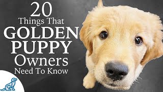 Golden Retriever Puppy First Week Home  Professional Dog Training Tips [upl. by Nnek]