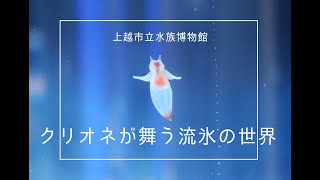 「クリオネが舞う流氷の世界」クリオネ動画 [upl. by Sauer825]