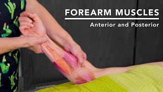 Forearm Anatomy Help Relieve Carpal Tunnel Syndrome [upl. by Padgett177]