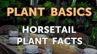 Horsetail Plant Facts [upl. by Criswell]